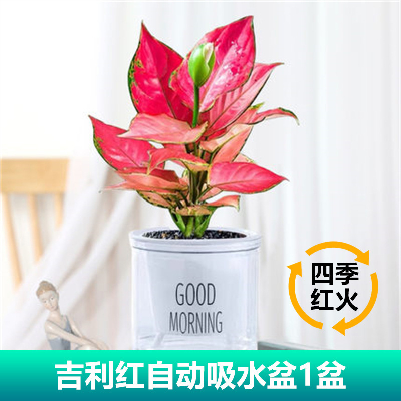 지리홍(좋은 아침 분지) + 영양액