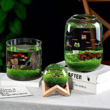 水草种子水草泥生态家用创意鱼缸玻璃瓶水培植物四季造景鱼缸小型