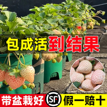 白奶油草莓苗秧带花带果四季结果可食用粉玉白雪公主雪兔室内盆栽