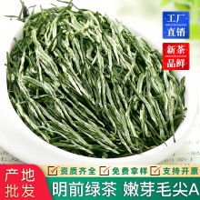 2025新茶明前毛尖茶A浓香型绿茶有信阳古丈源产毛尖散装茶叶批发