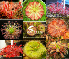 Iʳ�xֲ��-���Né��� ��ʳ�x�� ���x �Gֲ ���ԡ�ʳ�˻�����