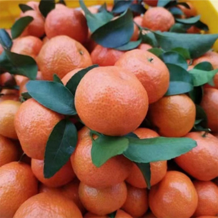 廣西砂糖橘整箱沙糖桔薄皮廣西新鮮水果橘子桔子沙塘蜜桔壹件代發