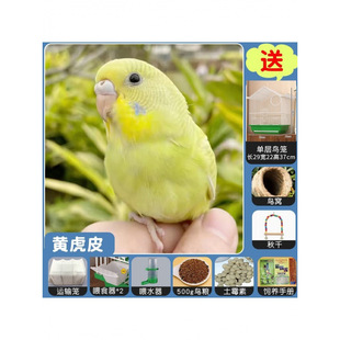 ��Ƥ�W�^�B���Bճ�˸�����녰����r���Ћ��P����С�Bľ�|