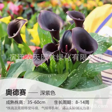 梅赛德斯种球彩色马蹄莲块茎球根花卉植物盆栽地栽品种四季种植