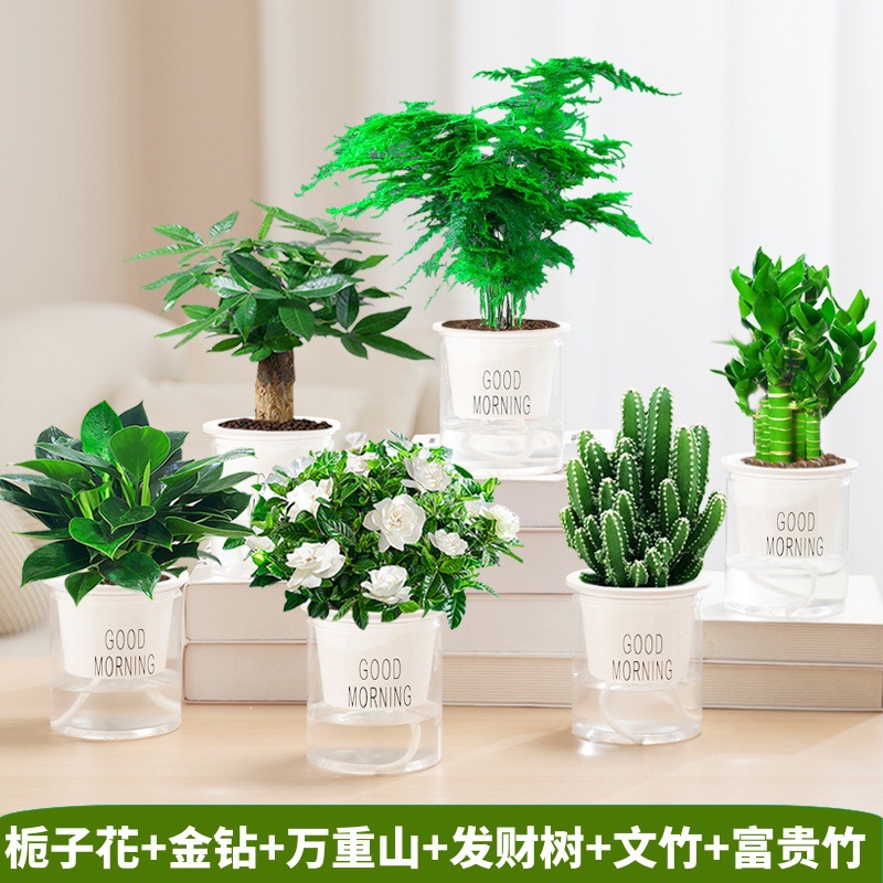 치자나무 + 황금 다이아몬드 + 돈나무 + 완중산 + 연꽃 대나무 + 아스파라거스 대나무 (좋은 아침 분지) + 캠프