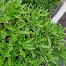 �B�Ĳ˸��}���Ĳ˷N�ӿ�ʳ��Ұ���ļ����̨������ɫ�����߲˷N��