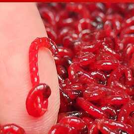 鲜活红虫公虫中号特大号钓饵喂鱼饵拉饵野钓鲫鱼鱼饵亚马逊批发