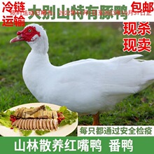 大别山现豚鸭红嘴鸭红头鸭雁鸭大番鸭洋鸭散养土鸭草鸭飞鸭土豚