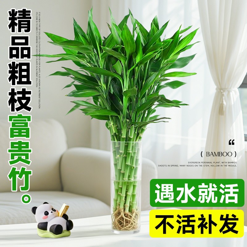 Rich Bamboo Hydroponic Plant for Living Room, Prosperity Bamboo with Thick Stems and Roots, Suitable for Feng Shui