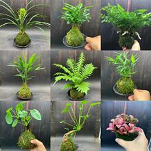 ̦�\���҃���ꎺ��B�׻��ֲ��ˮ��Gֲ�m���_�h���R������Ի���