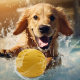 EVA Dog Toys Self-relief Molar Pet Toys Can't Bite Dog Frisbee Toy Ball Supplies Dog Ring