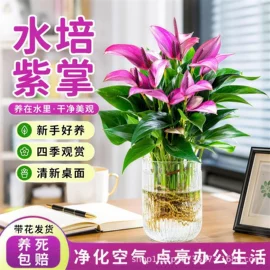 盆栽;园林果树;乔木