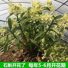 *原产地铁皮石斛苗3年生种苗 盆栽石斛苗雁荡山训化苗室内 非霍dg