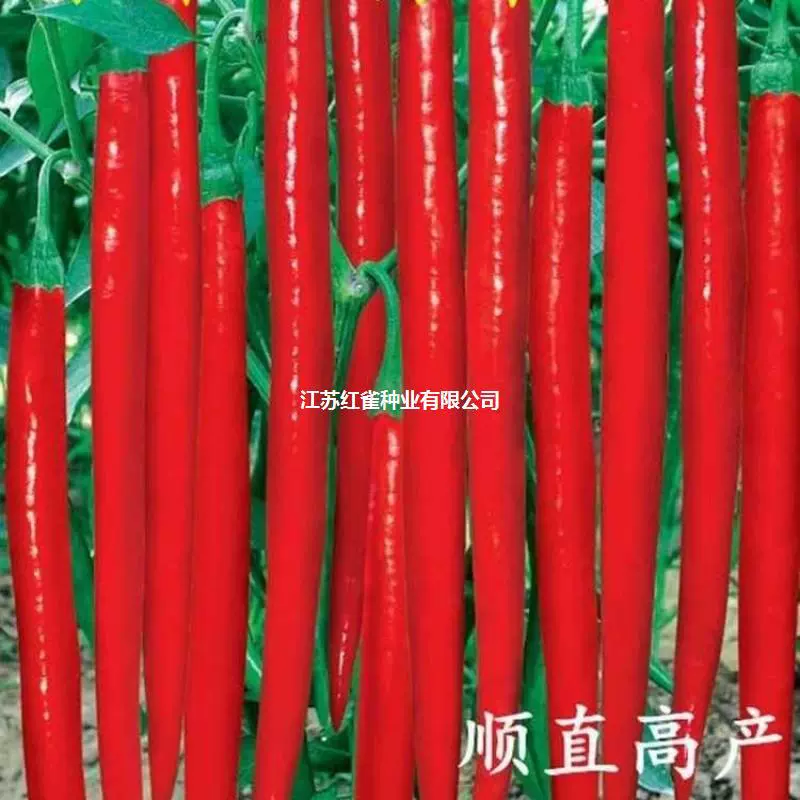 Линия семян перца 8819 Очень большие сверхдлинные семена перца Hangjiao Beauty Pepper Chili Весна и осень Четыре сезона Овощной большой