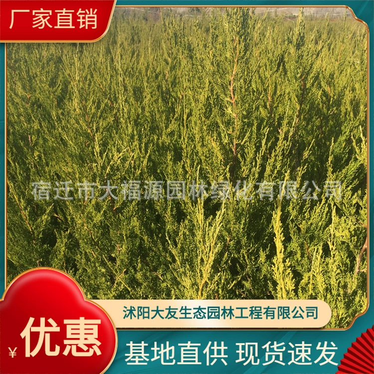 Большой запас кипарисов саженцы Шу озеленение инженерных растений оптом кипарисов