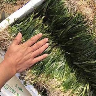 ���ˮ�ݱ������횲ݺӵ�����С���rз�~���쾰�Bֳ������ˮֲ��