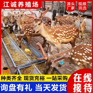 [出售未成年梅花鹿活体生态园林散养观赏梅花鹿山东梅花鹿养殖基地]