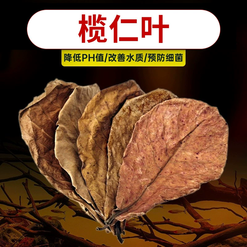 Боевая рыба из листьев элемене регулирует качество воды PH, Оливковый лист, ленивый человеческий лист, кислотосредукающая водная черепаха, экологическое моделирование ландшафтного дизайна