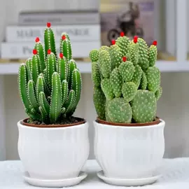 盆栽;鱼缸;猫猫干粮