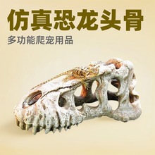 动物头骨模型恐龙神龙头骨用品造景头骨蝎子蜥蜴守宫摆件爬宠造景