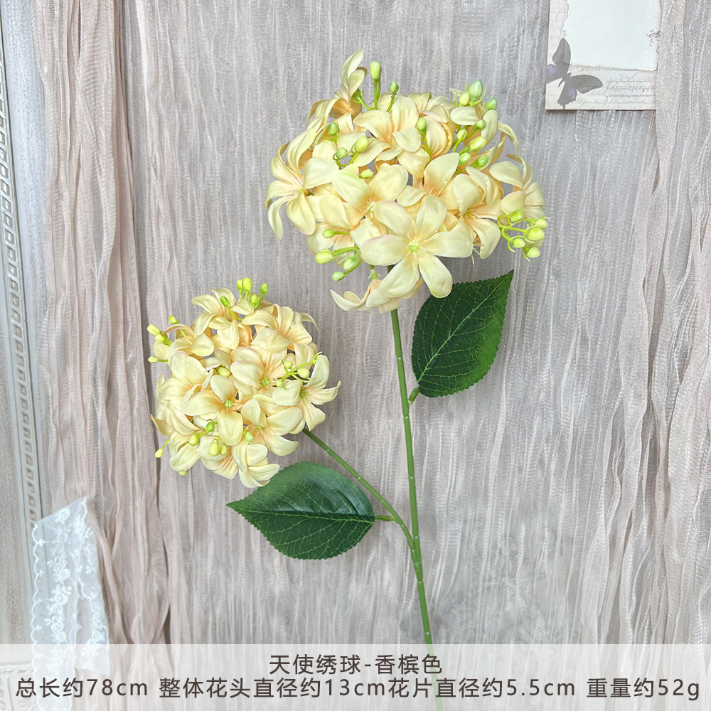 XQ-天使绣球-香槟