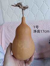 ���δ���С���J�ֶն��ӱ�����10-13cm�[������һ��һ�D�Ӯ�����