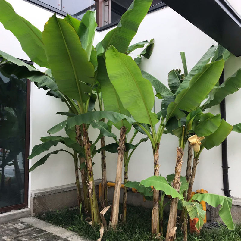 芭蕉树苗 绿天扇仙甘蕉芭庭院绿化树苗多年生室内外大型植物包邮
