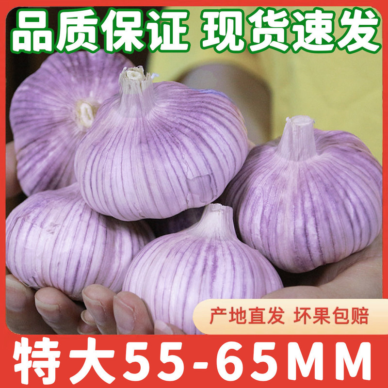 2024 季節のニンニクヘッド卸売乾燥ニンニク紫ニンニクヘッド乾燥ニンニク特大新鮮なニンニク卸売送料無料|undefined