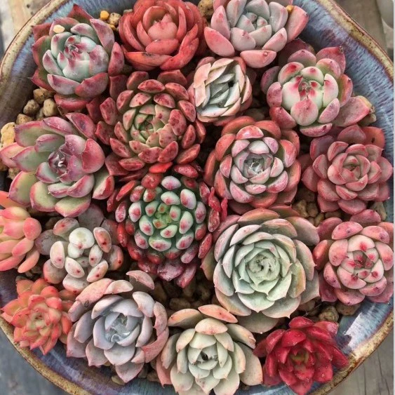 Saussurea персик яйцо медведь ребенок лед Слива Магия человек виноград тихая ночь сыры волдыри эбони Купидон