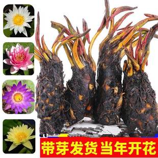 Large Water Lily Root Block Pond Hydroponic Plant Water-Grown Flower All-Season Water Lily Root Stem Seed Seedling Package