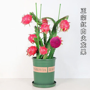 �t�Ļ����������Դ��S�����ͥԺ�̨�Ϸ������Nֲ�����箔��Y��