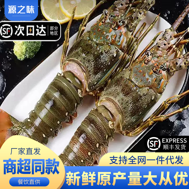 澳龙海鲜青龙小青龙生冻青龙虾冷冻大龙虾越南水产生鲜商用批发