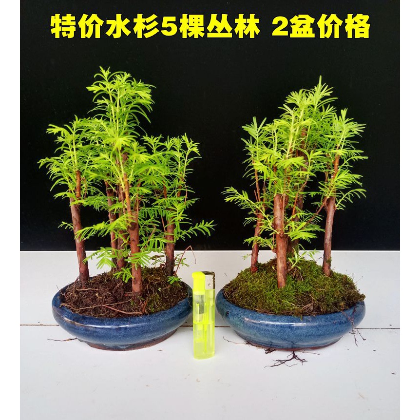 정글에있는 10 명의 난쟁이