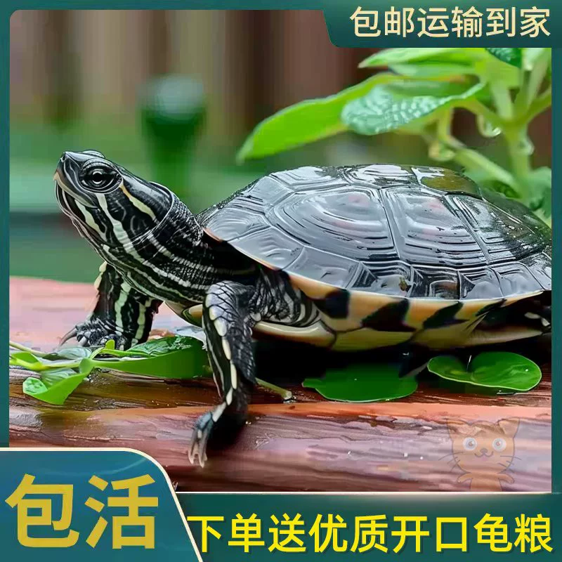 Китайская водяная черепаха для жизни, маленькая черепаха для пруда, долгоживущая черепаха-друг, декоративная черепаха для пруда, черепаха-питомец, черепаха для водоема, черепаший чернила, черепашьи рассады