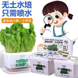 创意种植水培植物盆栽发芽苗观察蔬菜生长盒水养无土栽培学生儿童