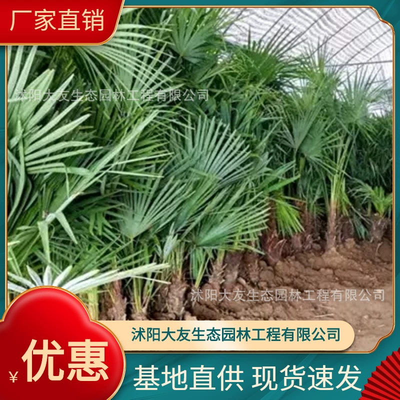База Оптовая Продажа Саженцы пальм Самодельный район Ландшафтный дизайн Дорога Сад Инжиниринг Озеленение Саженцы
