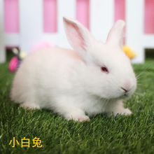 Ԫ��С���ӻ��wС���û��w��؈�ù��������ü��ù��������l�ɶ�