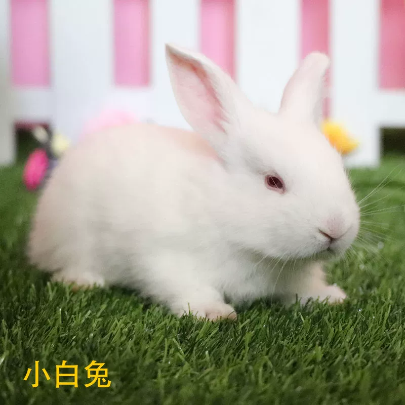 Юаньси Маленький кролик Живой белый кролик Живая панда Кролик Принцесса Кролик Мясо Кролик Домашний кролик Принцесса Кролик Оптовая продажа Чэнду