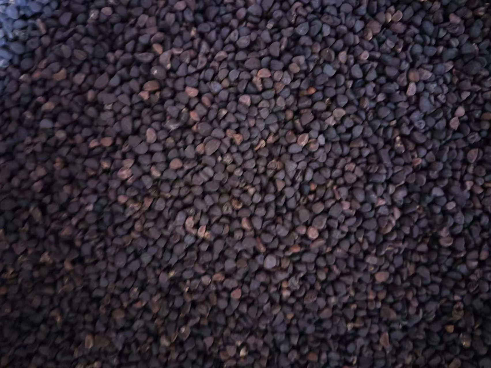 Hei Chou Seeds (Pharbitis nil) — Dried Qian Niu Zi Herb, Also Available as Bai Chou Powder key features