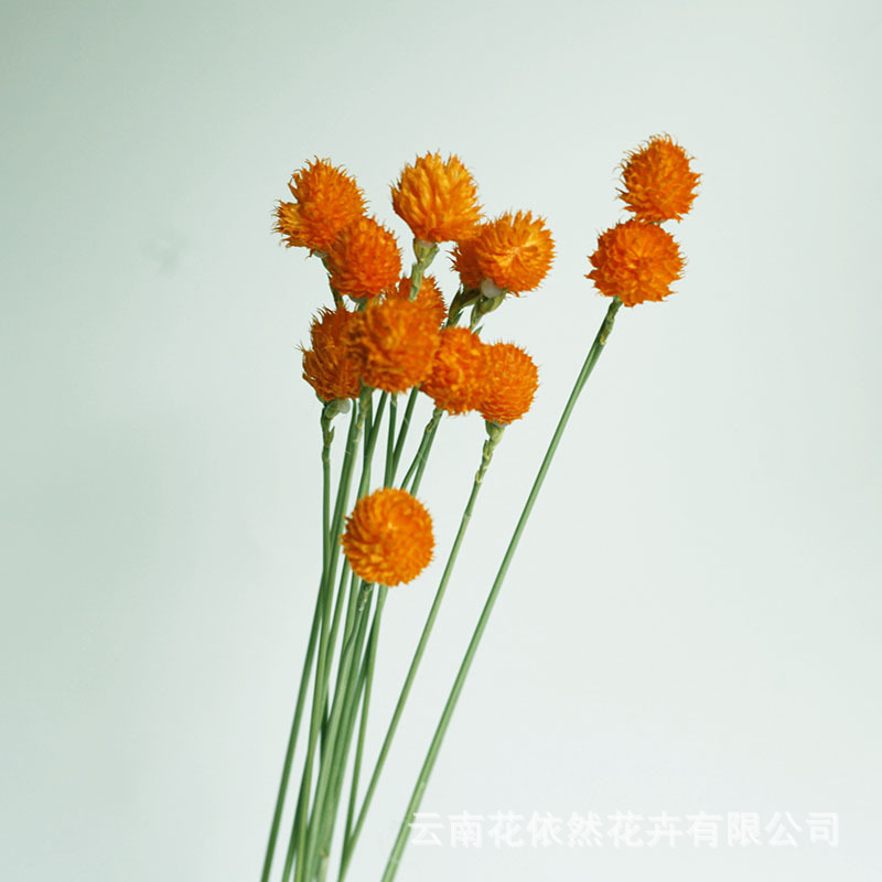 Flor seca Flor eterna Gypsophila Bola de oro No me olvides Flor seca Rosa hoja de eucalipto Pine Fruit Lover Grass al por mayor