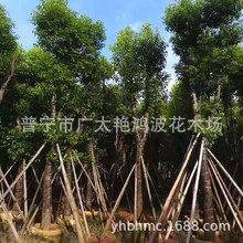 揭阳基地供应小叶香樟树绿化苗木丛生香樟树苗 移栽骨架香樟树苗