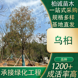 ������؛���������G������ͥԺ��ֲ���؏S�ҹ����쾰�䴹֦��ľ
