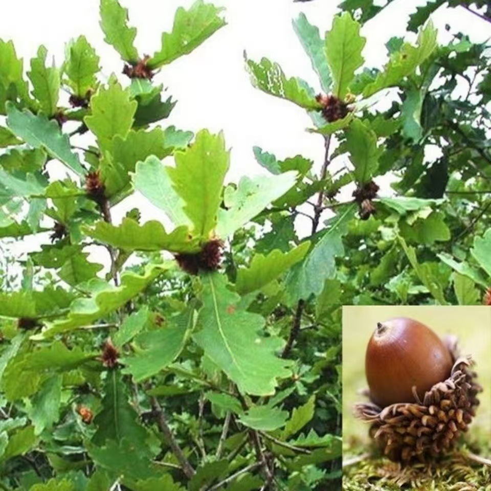 批发新橡树种子栎花栎树橡子橡籽花栗树柞树青冈树苗种子造林橡树-阿里巴巴