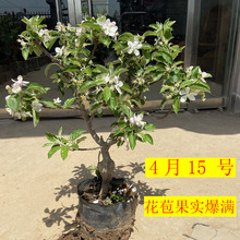 果树苗苹果树苗盆栽嫁接带果发货当年结果果实多原土打木箱发货