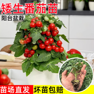 ���M�谫������С�����������ļ��}Ů�����t���N���̨�t�S�ڙ���