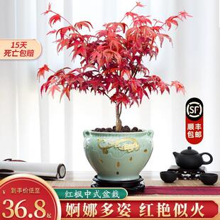 �ձ����F�t���辰�����҃����������Ϙ��ͺ��t�輧�ļ����B�Gֲ��