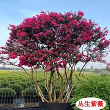 丛生紫薇树苗庭院种植大型紫薇花盆栽美国红火箭绿化风景树苗耐寒