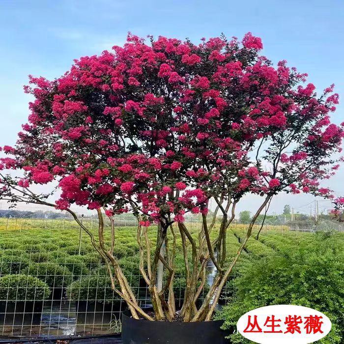 丛生紫薇树苗庭院种植大型紫薇花盆栽美国红火箭绿化风景树苗耐寒