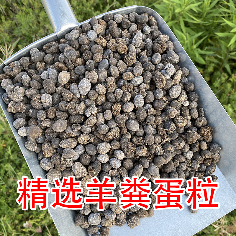 엄선된 양똥알 과립 2.5kg개(통곡)