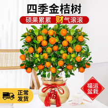 ��ۘ�����������ٿ�ʳ�Î�����Ƥ�ļ����ӿ͏d�҃��⻨�ܾGֲ��